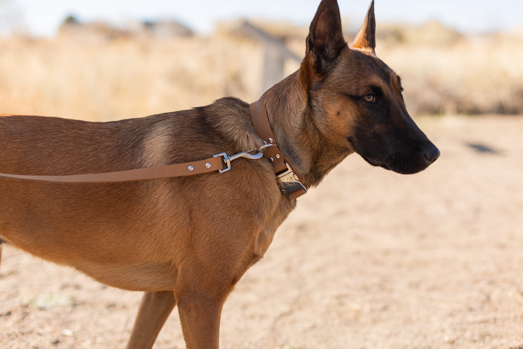 Modern Style Quick-Release Khaki Leather Dog Collar by Euro-Dog Collars and Leads