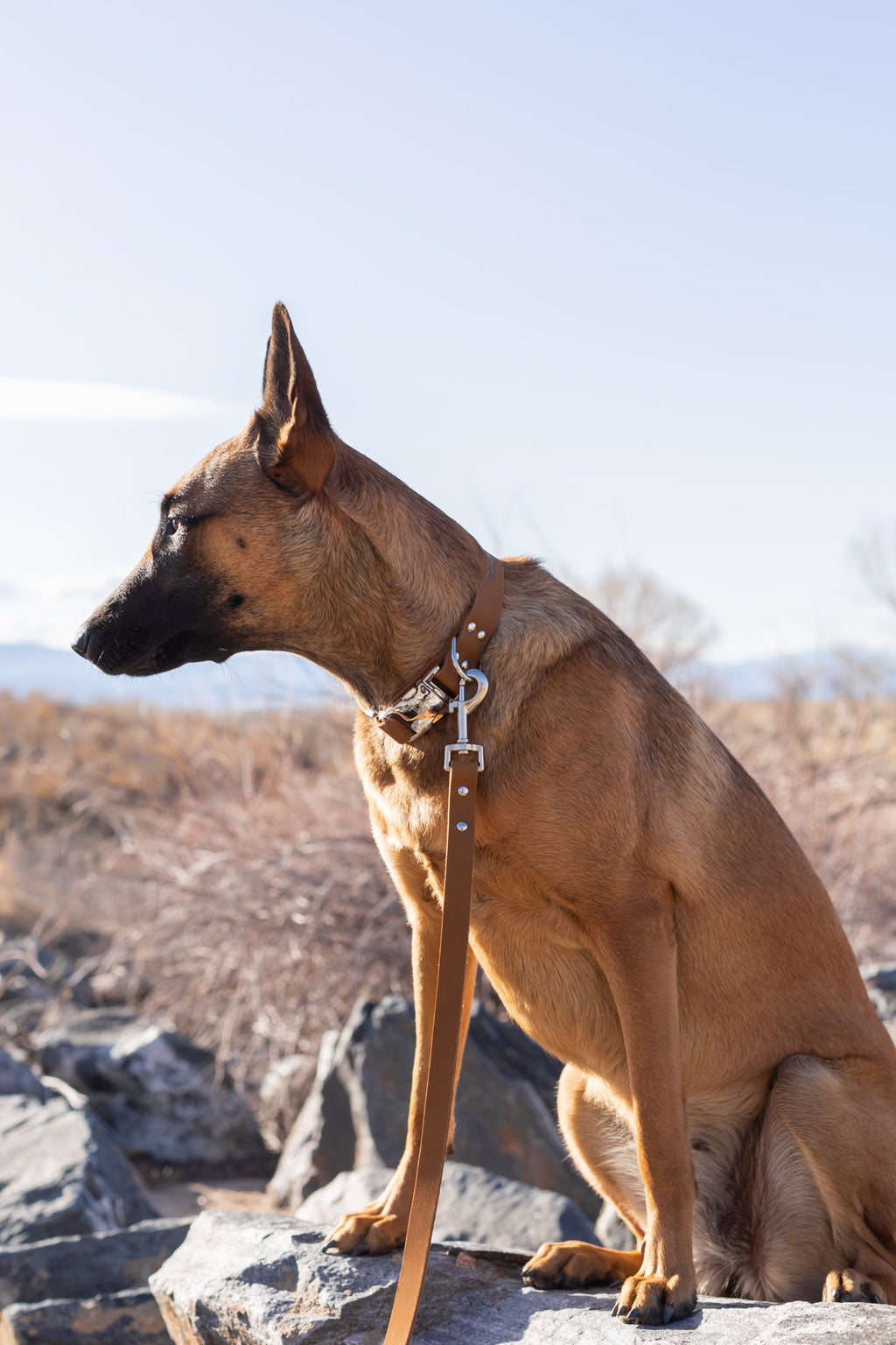Modern Style Earth Brown Leather Leash by Euro-Dog Collars and Leads
