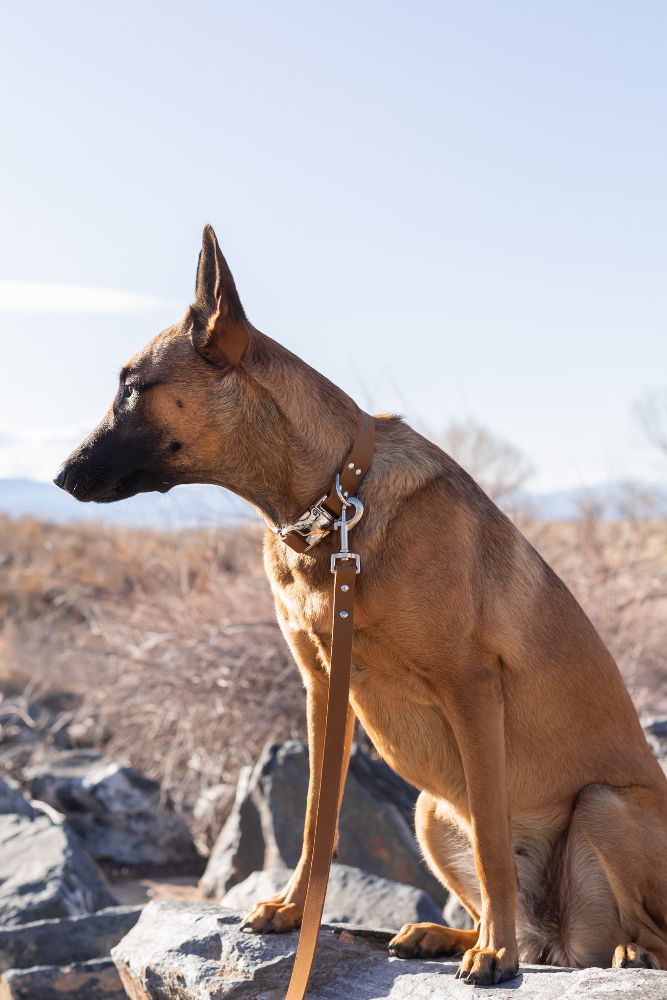 Modern Style Earth Brown Leather Leash by Euro-Dog Collars and Leads