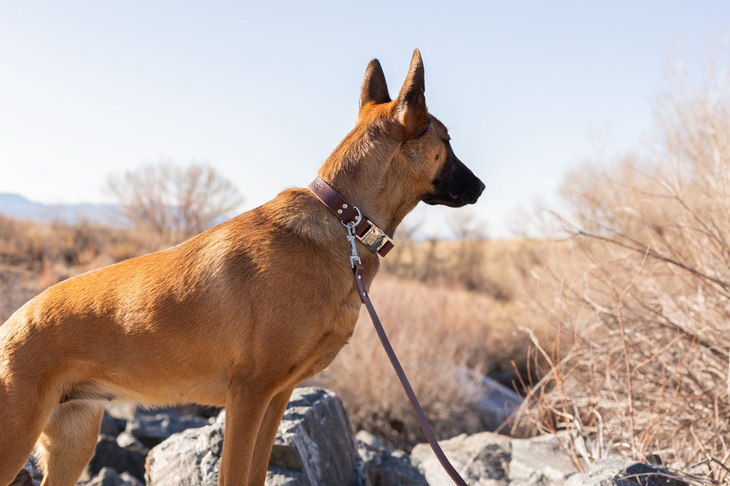 Modern Style Chocolate Leather Leash by Euro-Dog Collars and Leads