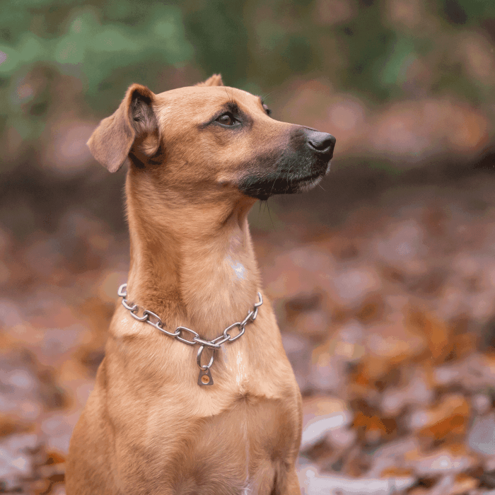 Herm Sprenger - Short Link Fur Saver Collar - Stainless Steel by Dogline