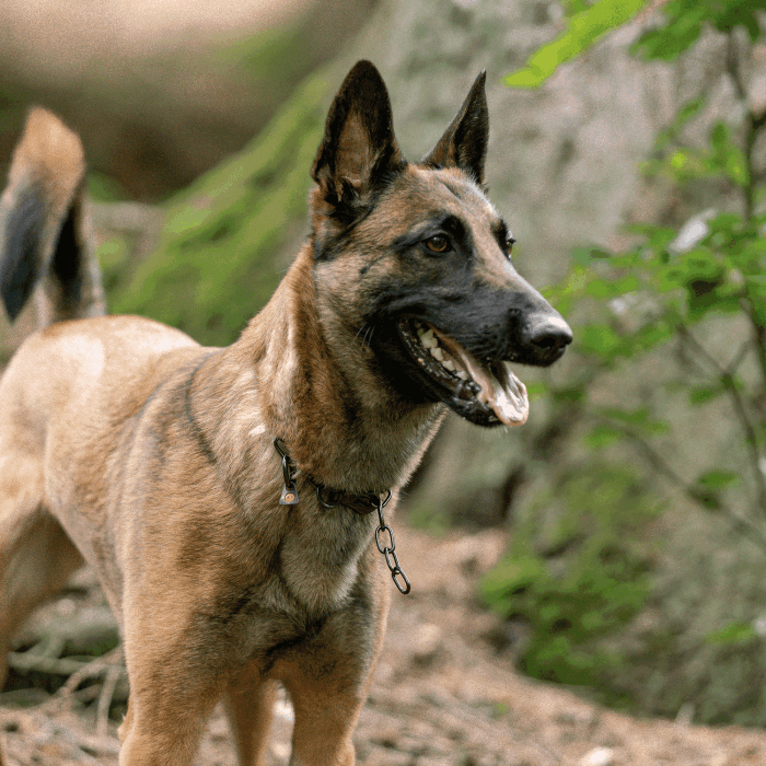 Herm Sprenger - Chain Collar with SPRENGER hook - Medium Links - Black Stainless Steel, 3 mm by Dogline