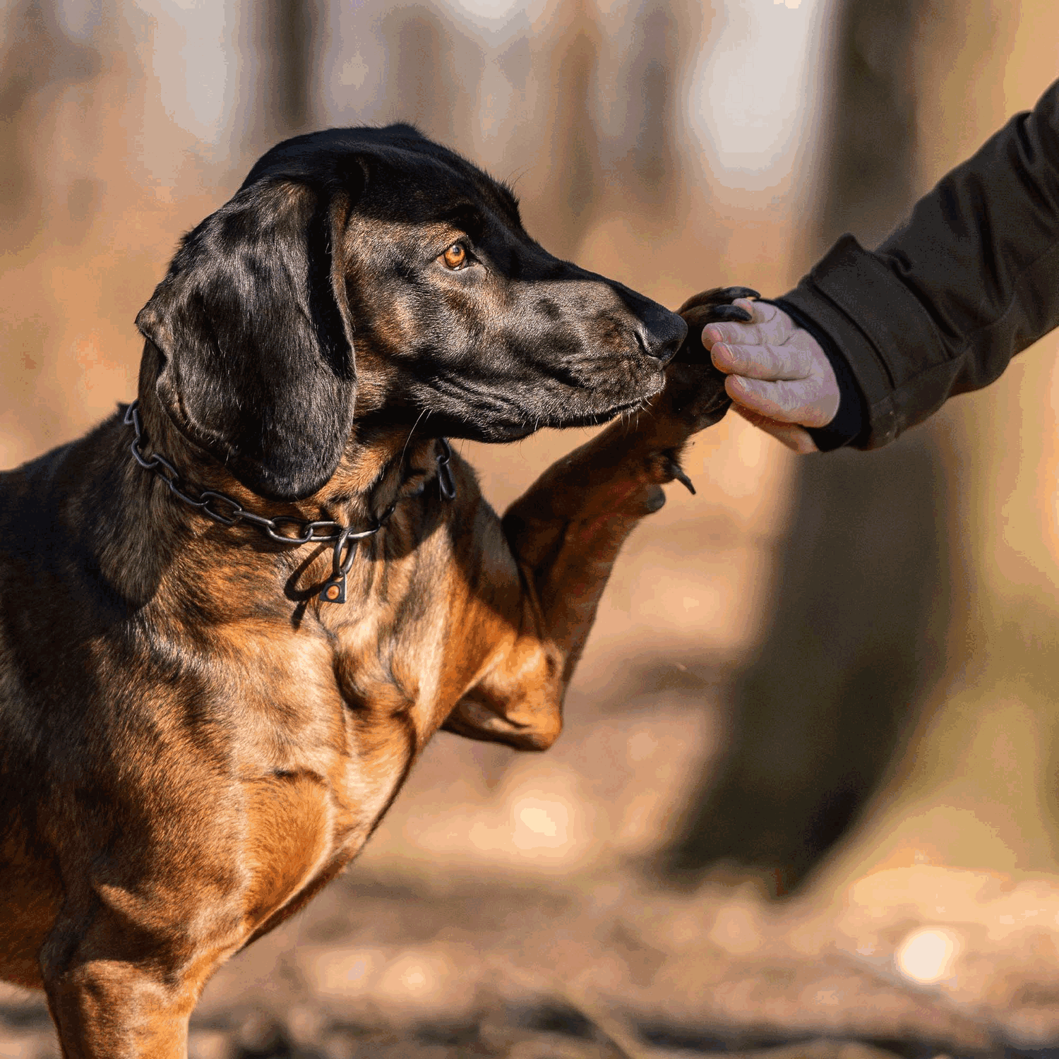 Herm Sprenger - Chain Collar with SPRENGER hook - Medium Links - Black Stainless Steel, 3 mm by Dogline