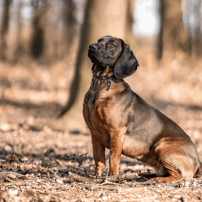 Herm Sprenger - Chain Collar with SPRENGER hook - Medium Links - Black Stainless Steel, 3 mm by Dogline