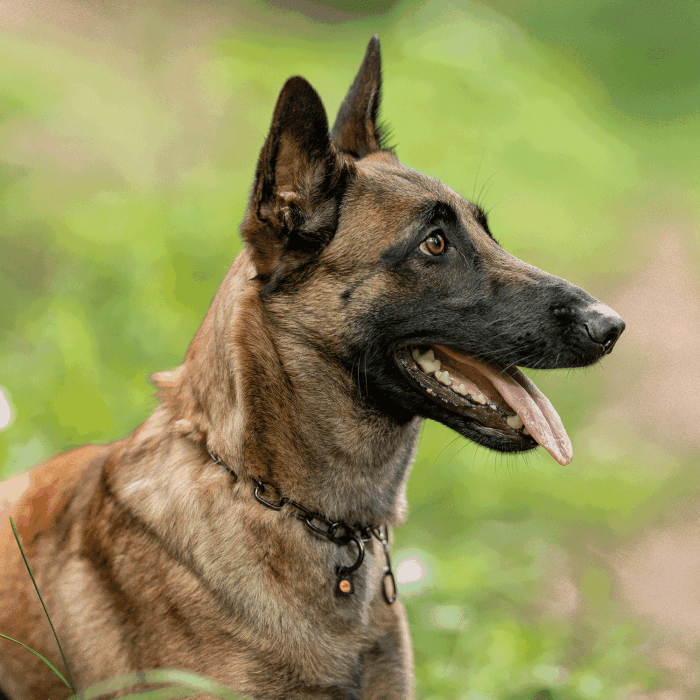 Herm Sprenger - Chain Collar with SPRENGER hook - Medium Links - Black Stainless Steel, 3 mm by Dogline