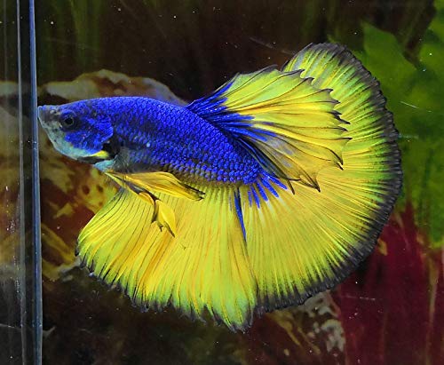 Betta Giant by Danaqua Live Fish & More