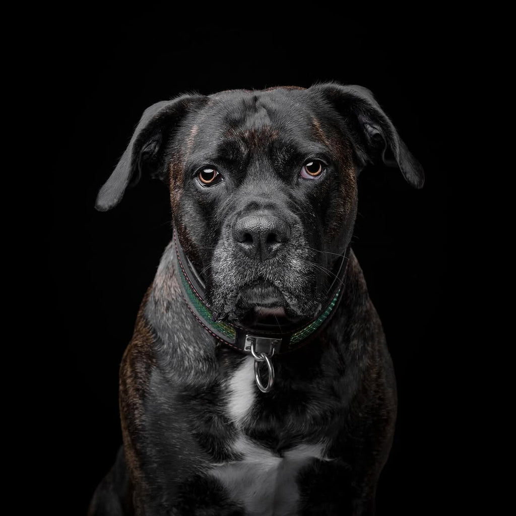 The ''D`Albertis'' collar by Bestia Dog Gear