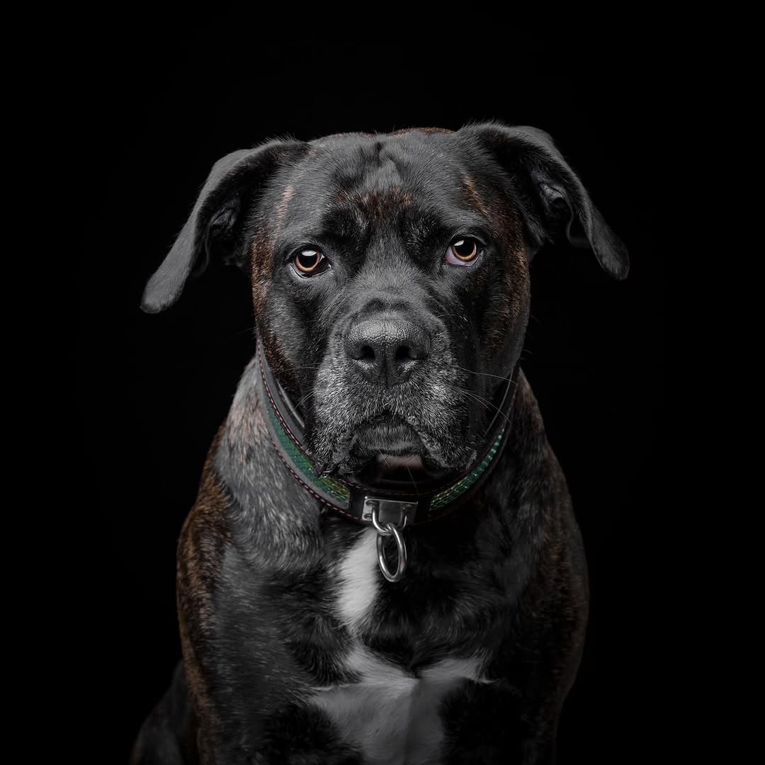 The ''D`Albertis'' collar by Bestia Dog Gear