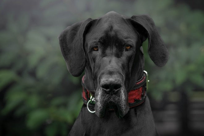The ''Red Dragon'' collar by Bestia Dog Gear