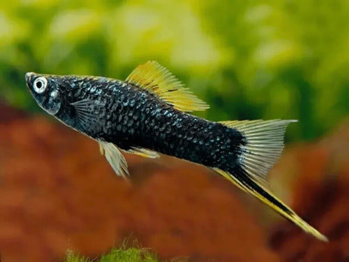 Black Swordtail LARGE by Danaqua Live Fish & More