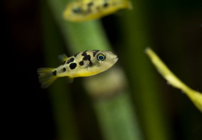 Dwarf Pea Puffer by Danaqua Live Fish & More