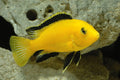 Yellow Labidochromis by Danaqua Live Fish & More