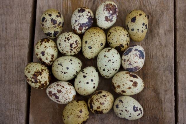 Coturnix Quail Fertile Hatching Eggs, 12 Count, Carefully Sourced and Selected for Quality, Ideal for Incubation and Sustainable Egg Hatching from Family Farms and Hatcheries picked daily fresh by Quailz.com by Undique LLC
