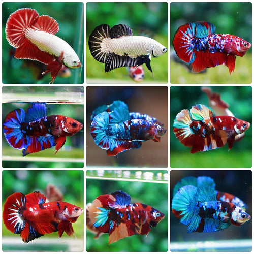 Betta Giant by Danaqua Live Fish & More