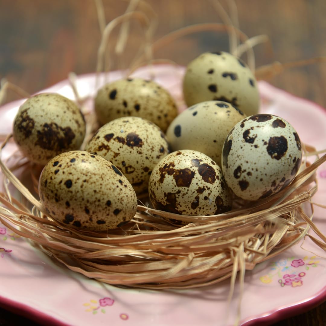 Empty Whole Eggshells Quail Eggs Hollowed - Set of 10 Cleaned Hollow Quail Eggs Perfect for Crafting and Decoration by Quailz.com by Undique LLC