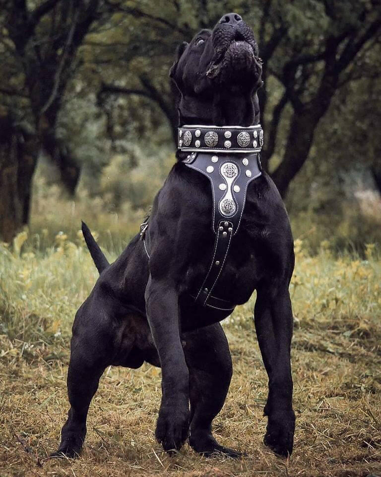 "Hektor" collar by Bestia Dog Gear