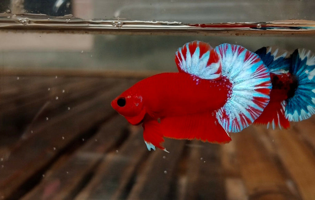 Hellboy Betta (Male) by Danaqua Live Fish & More
