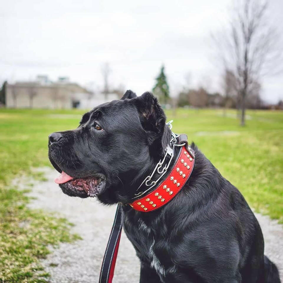 "Star" collar by Bestia Dog Gear