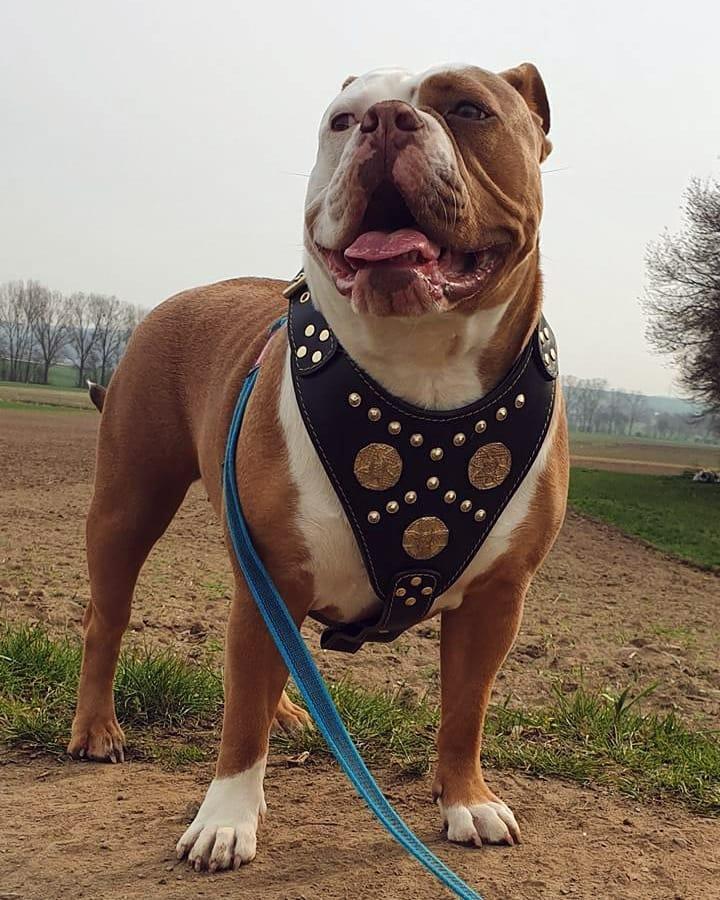 The "Maximus" harness black & gold by Bestia Dog Gear