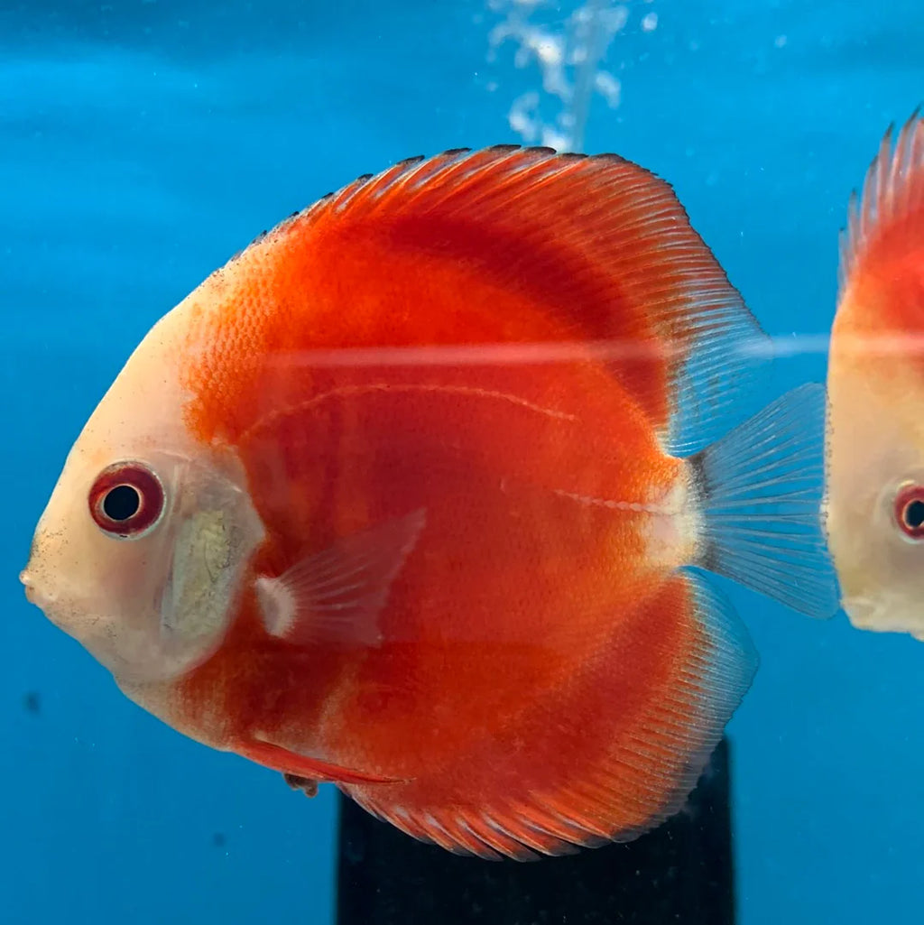 Red Melon Discus (Red Marlboro) by Danaqua Live Fish & More