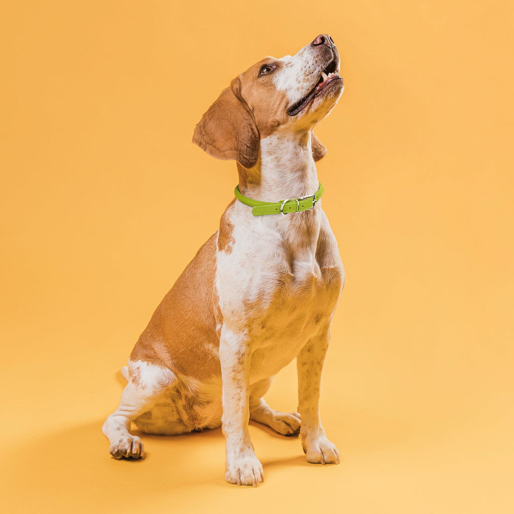 Soft Leather Round Dog Collar by Dogline