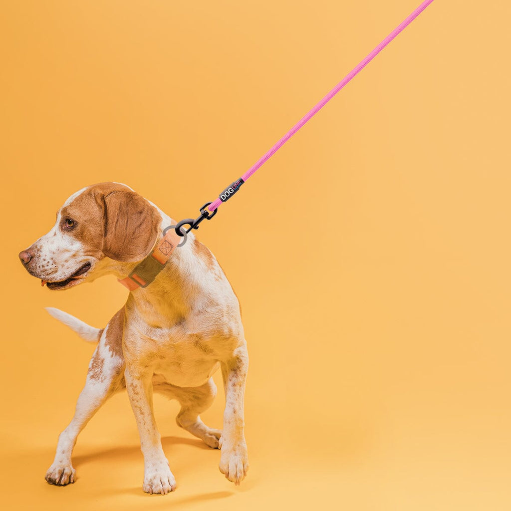 Nylon Round Dog Lead by Dogline