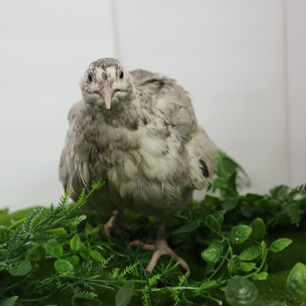 Andalusian Coturnix Quail Hatching Eggs by Quailz.com by Undique LLC