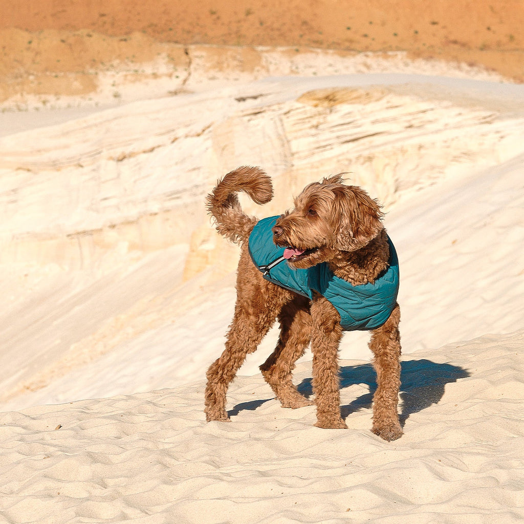Sustainable Eco-Friendly Dog Jacket / Vest - Made in Ukraine by Bonne et Filou