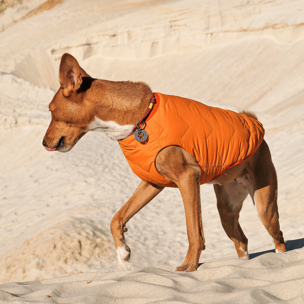 Sustainable Eco-Friendly Dog Jacket / Vest - Made in Ukraine by Bonne et Filou