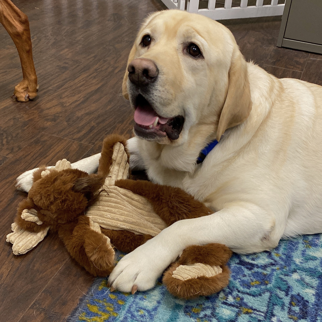 Maple Moose X-Brace™ Durable Plush Dog Toy by HuggleHounds