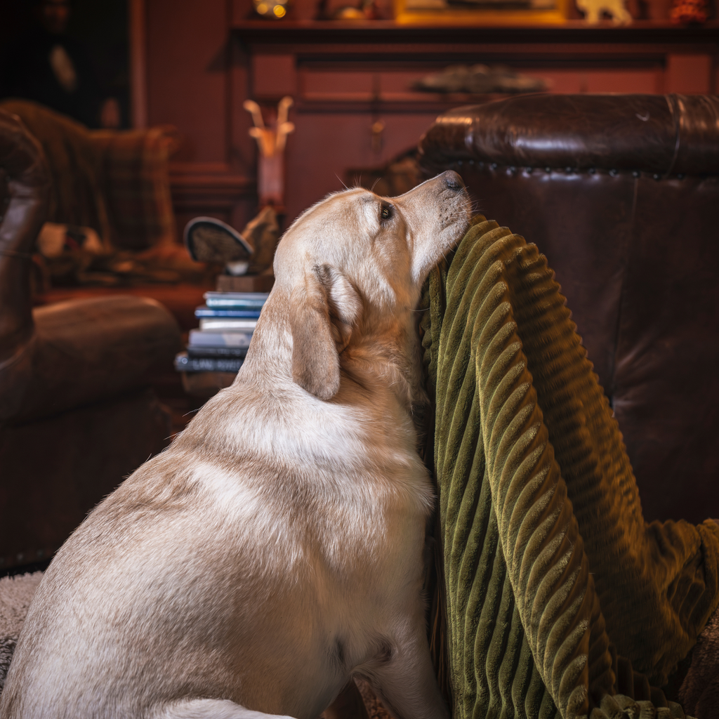 Scout Blankie Double-Sided Plush Dog Blanket by HuggleHounds