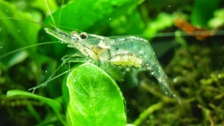 Ghost Shrimp (Pack of 25) by Danaqua Live Fish & More