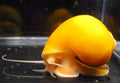 Golden Mystery Snails (Pomacea bridgesii) by Danaqua Live Fish & More