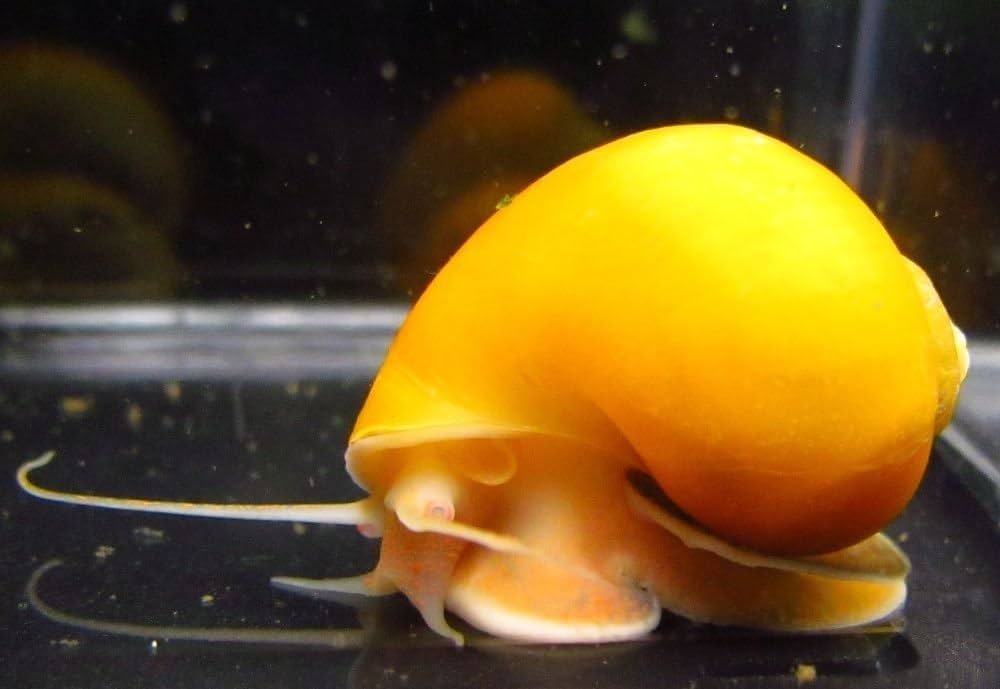 Golden Mystery Snails (Pomacea bridgesii) by Danaqua Live Fish & More