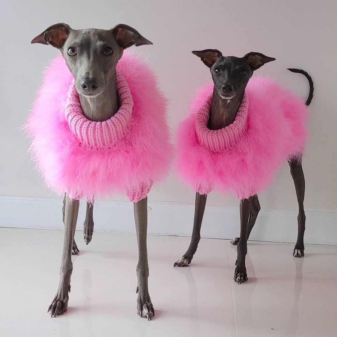 Haute Couture Feathered Luxury Pet Sweater by Furr Baby Gifts