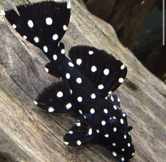 Galaxy Pleco by Danaqua Live Fish & More
