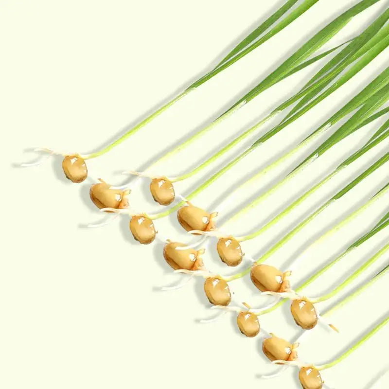 Hydroponic Box, Cat Grass Plant Bowl