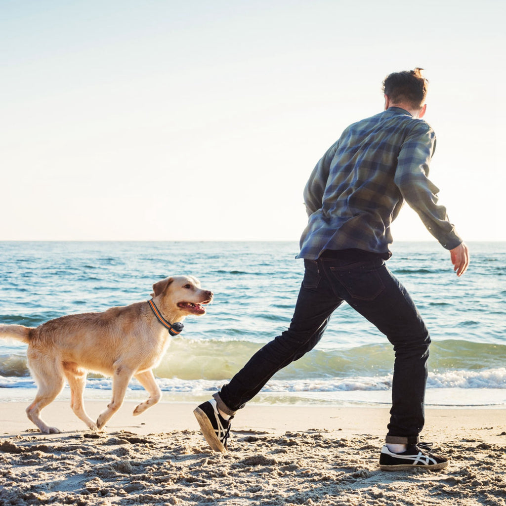 2 In 1 Dog GPS Fence Tracker Wireless, Dog Collar With 32-2887FT Radius IPX6 Waterproof For Small Medium to Large Dogs