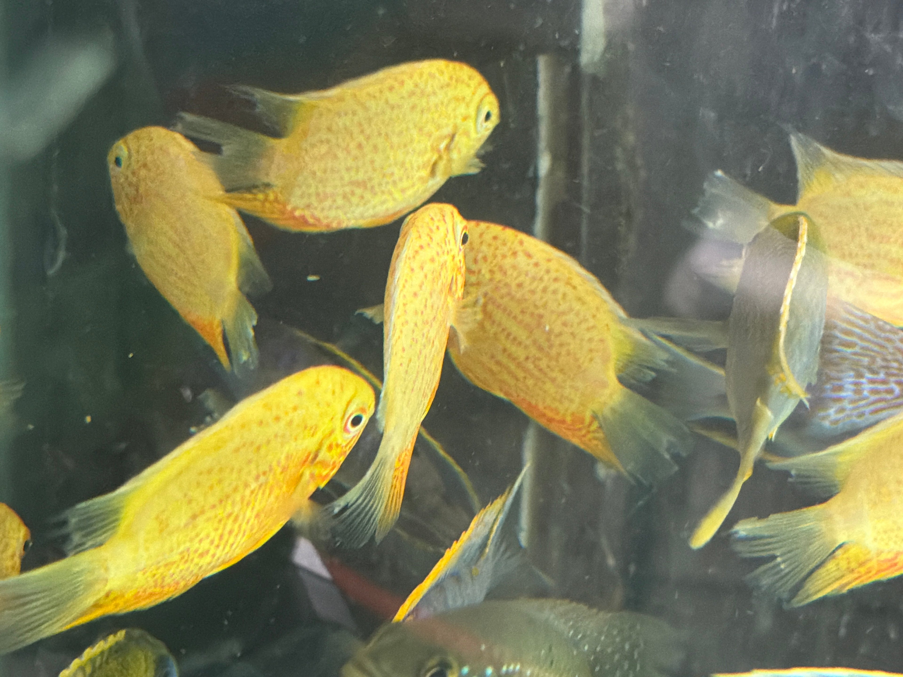 Red Spot Gold Severum (Heros cf. efasciatus) by Danaqua Live Fish & More