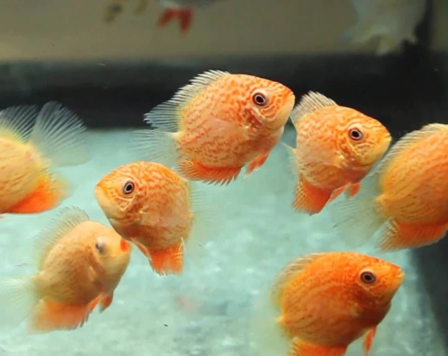 Red Spot Severum by Danaqua Live Fish & More