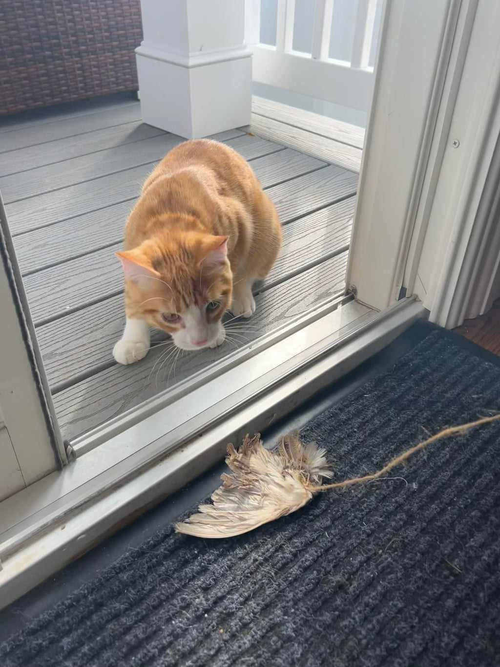 Wing on String Cat Toy - Real Bird Wing Dog Training Supplies & Accessories, Quail Wing Bird Scent Interactive Play for Cats, Hunting Dog Training Bird Retrieval Cat Trainer by Quailz.com by Undique LLC