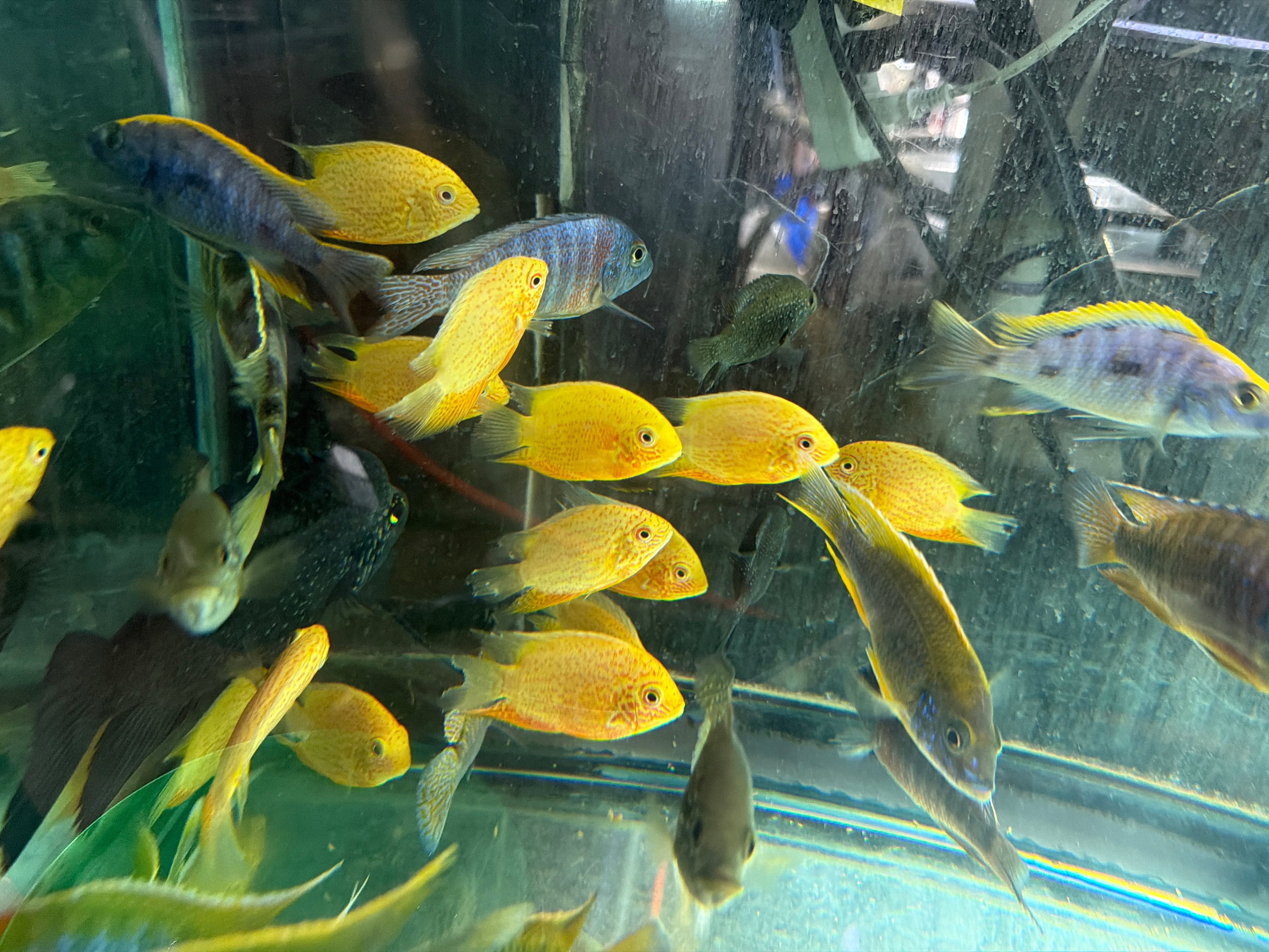 Red Spot Gold Severum (Heros cf. efasciatus) by Danaqua Live Fish & More