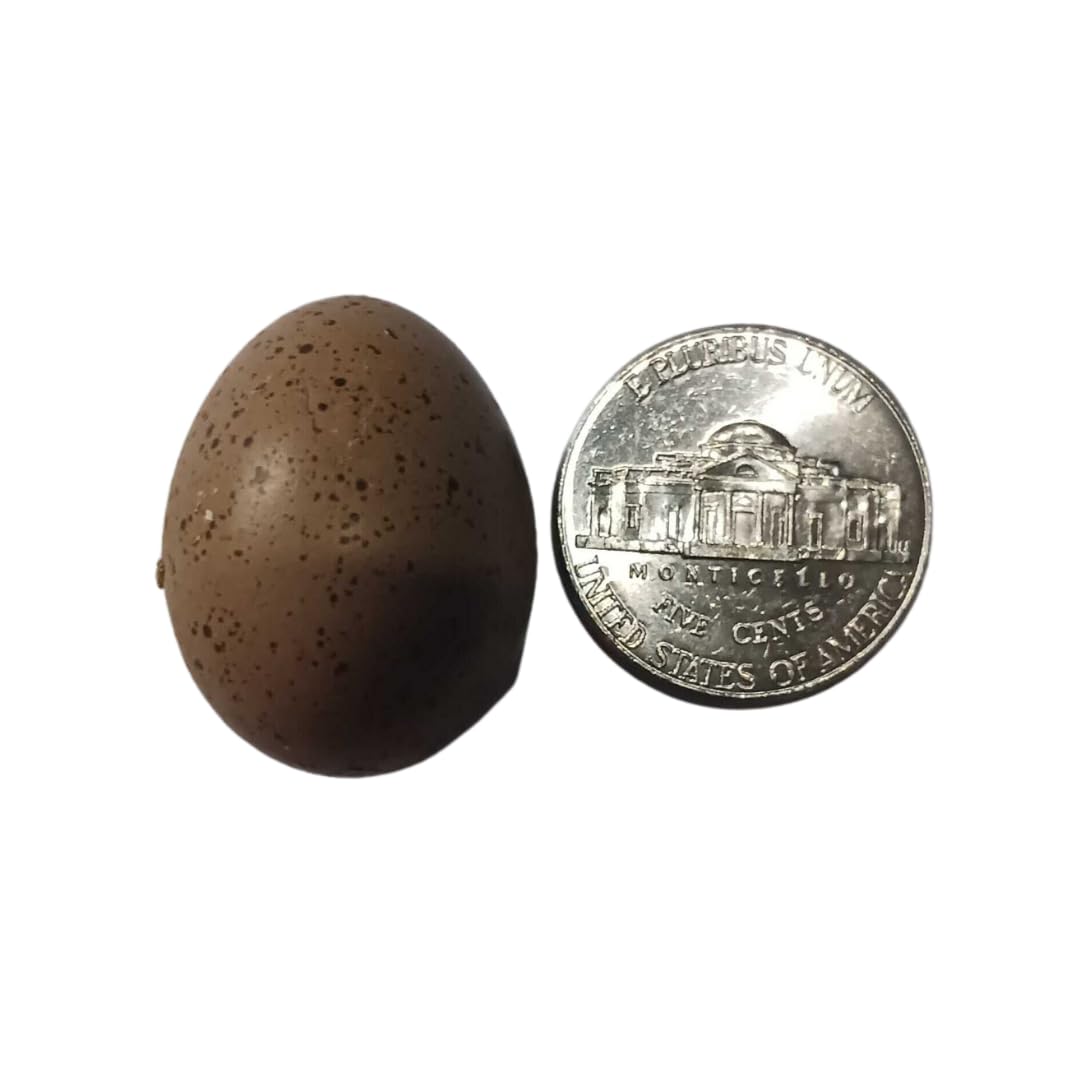 Button Quail Eggs -Eggs for Hatching by Quailz.com by Undique LLC