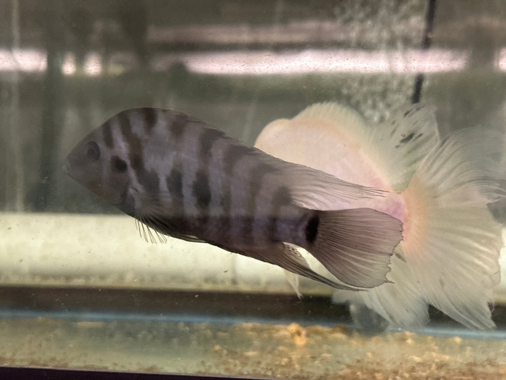 Convict cichlids by Danaqua Live Fish & More