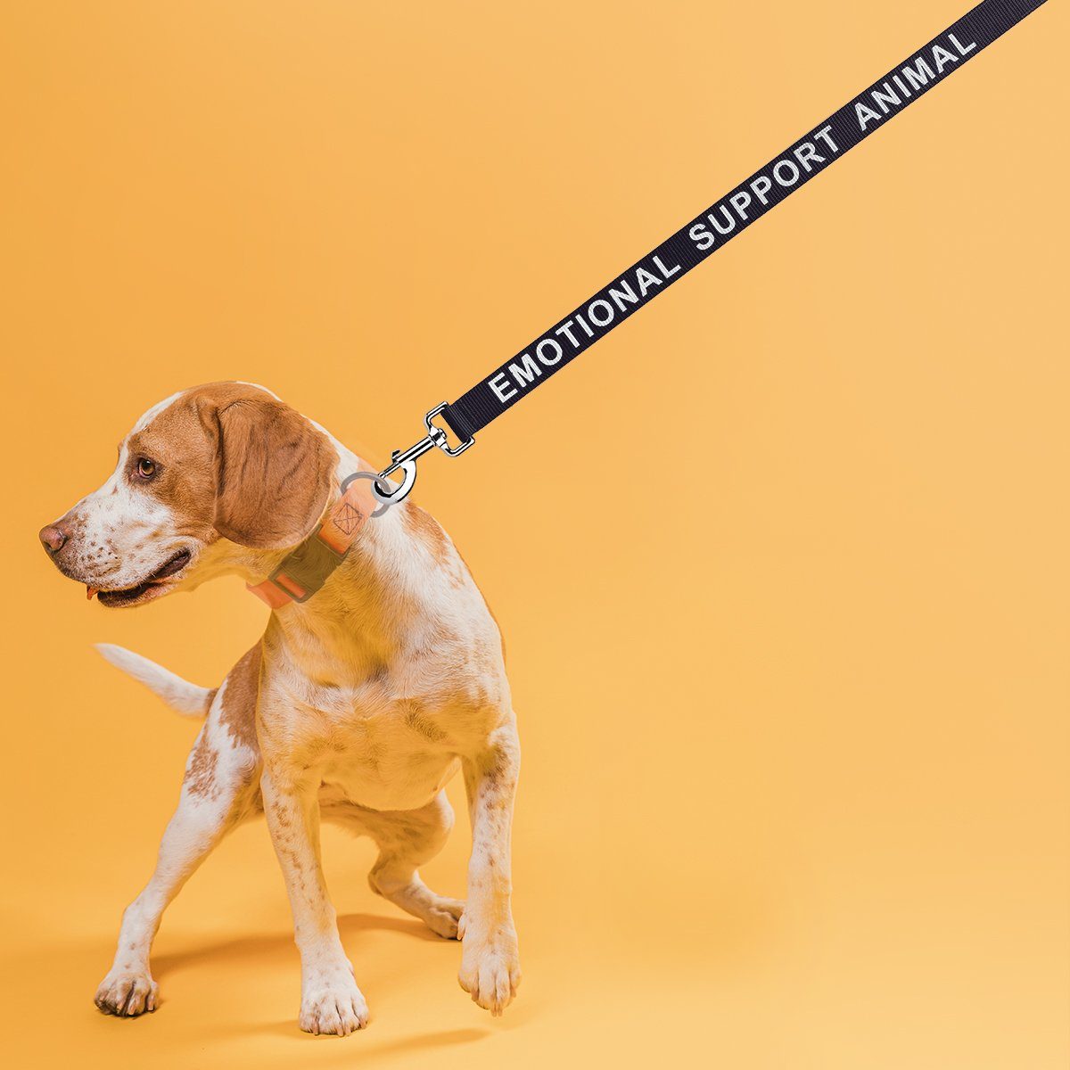 Reflective Nylon Dog Leash by Dogline
