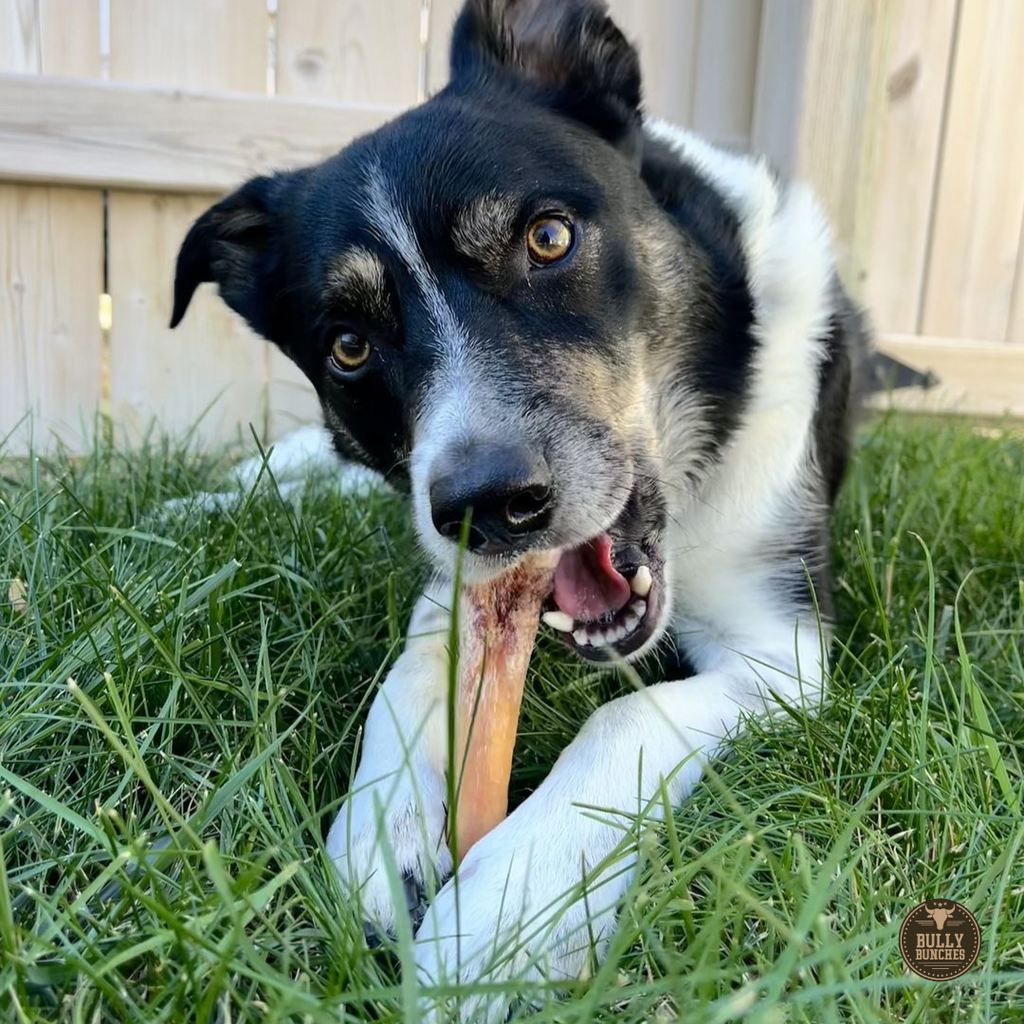 6 Inch Monster Bully Stick by Bully Bunches