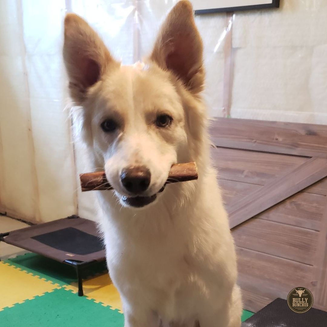 6 Inch Monster Bully Stick by Bully Bunches