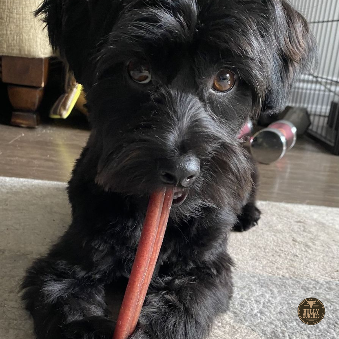 6 Inch Standard Bully Stick by Bully Bunches