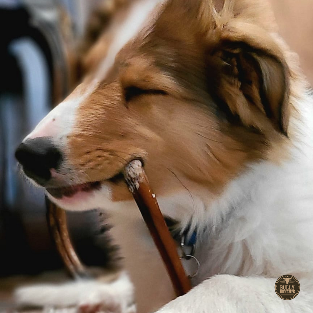 6 Inch Standard Bully Stick by Bully Bunches