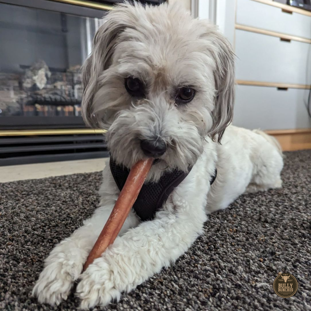 6 Inch Thick Bully Stick by Bully Bunches